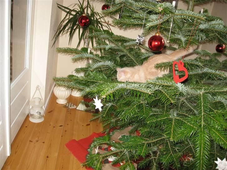 Blanding af racer Uber - ja fræk er han også billede 3