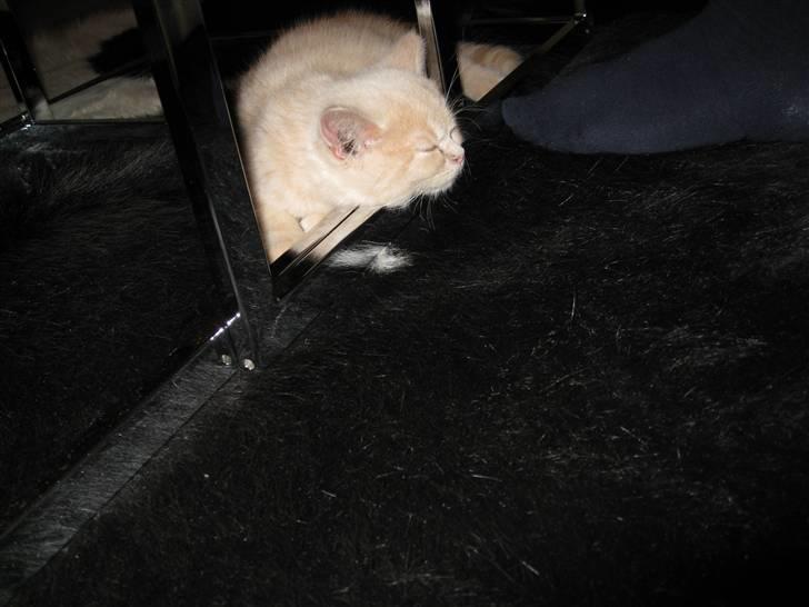 Blanding af racer Uber - så sover han lige lidt igen billede 4