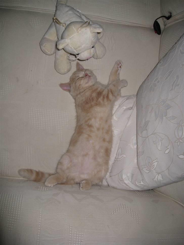 Blanding af racer Uber - zzzZzzz billede 5