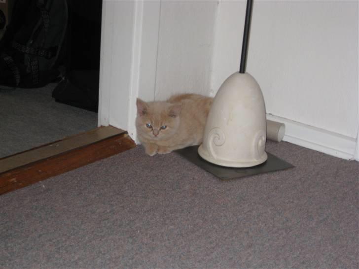 Blanding af racer Uber billede 6