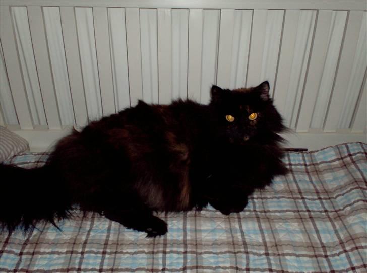 Blanding af racer Mimse billede 2