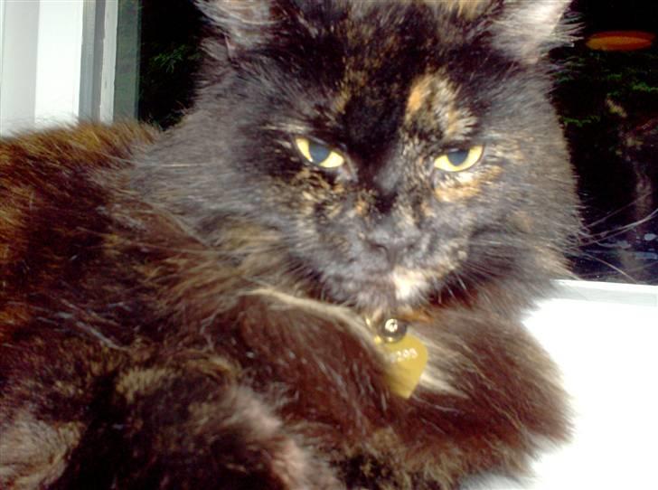 Blanding af racer Mimse billede 3