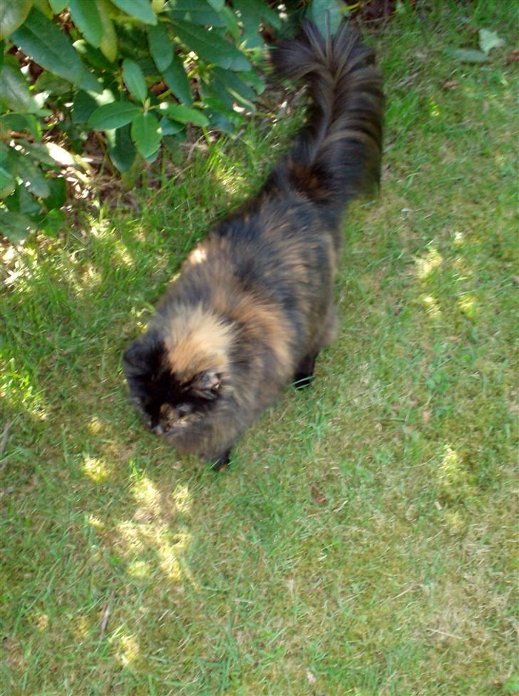 Blanding af racer Mimse billede 4