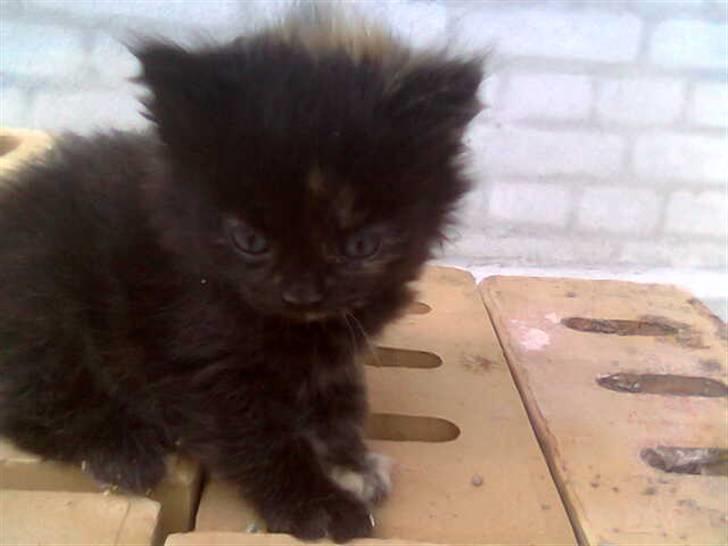 Blanding af racer Mimse billede 5