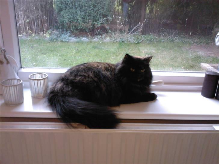 Blanding af racer Mimse billede 6