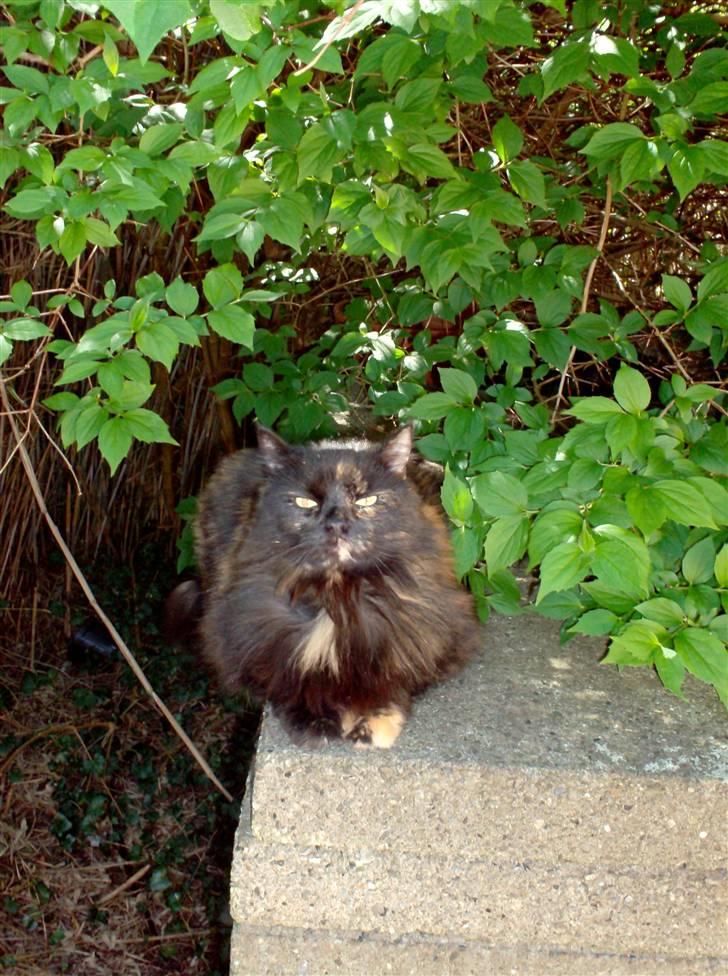 Blanding af racer Mimse billede 7