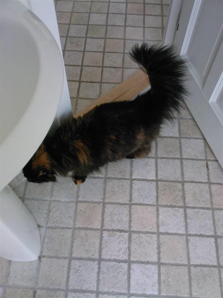 Blanding af racer Mimse billede 8