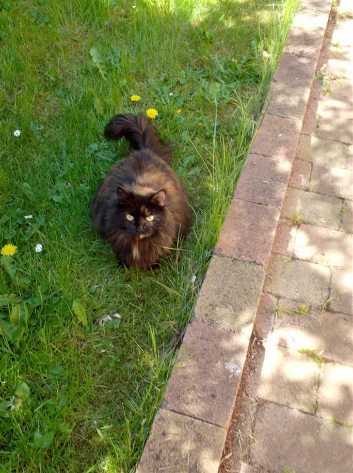 Blanding af racer Mimse billede 9