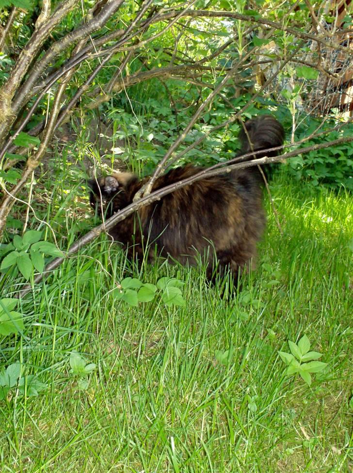 Blanding af racer Mimse billede 10