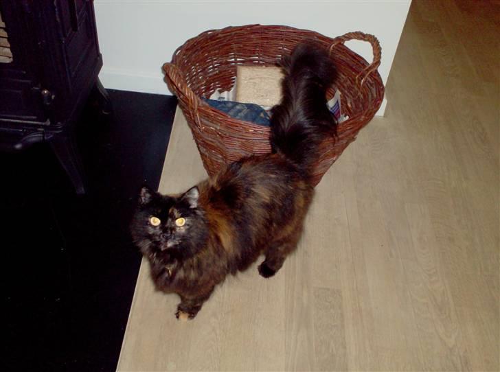 Blanding af racer Mimse billede 11