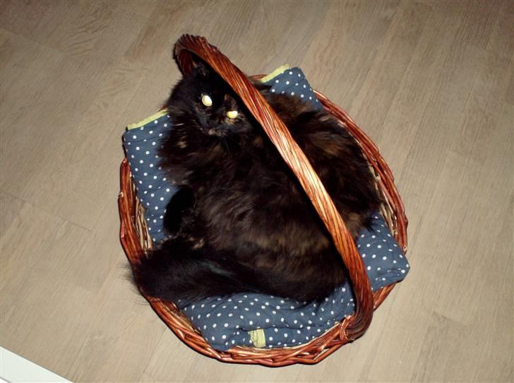 Blanding af racer Mimse billede 12