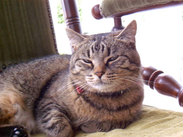 Huskat mille R.I.P )': - Dejlige mille billede 3