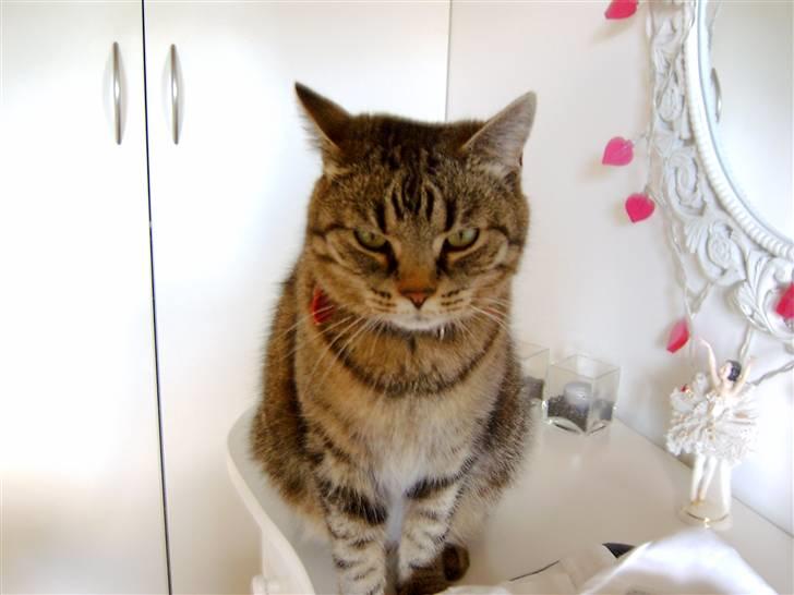 Huskat mille R.I.P )': - Er hun ikke fin..?<3 billede 5