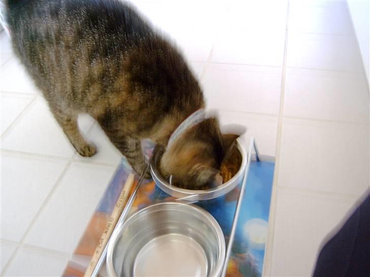 Huskat mille R.I.P )': - Lidt sulten billede 6