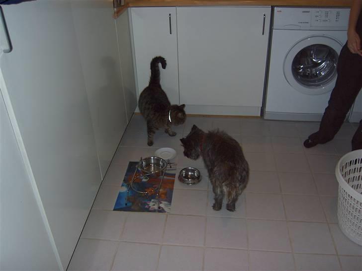 Huskat mille R.I.P )': - Bine på besøg billede 7