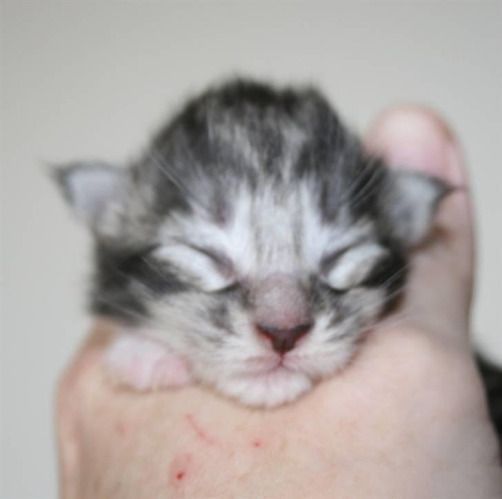 Maine Coon DK Rushcutter's United billede 7