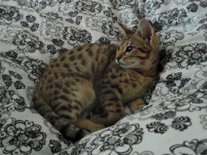 Ocicat Øjenfryds Chirin billede 1