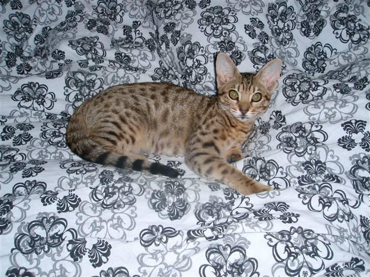 Ocicat Øjenfryds Chirin - Flotte billede 2