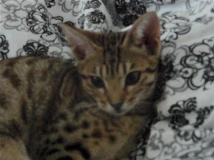 Ocicat Øjenfryds Chirin - Chirin  billede 3