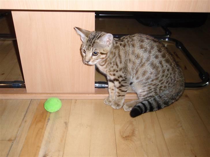 Ocicat Øjenfryds Chirin - Lige ankommet til sit nye hjem.. billede 4