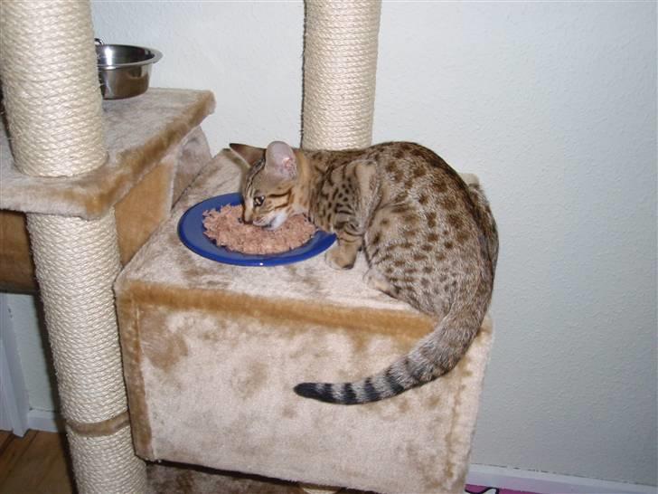 Ocicat Øjenfryds Chirin - Lidt tun er altid godt :) billede 5