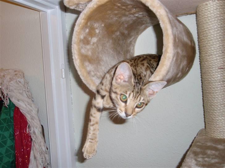Ocicat Øjenfryds Chirin - Her leger hun på sit klatrestativ.. billede 6