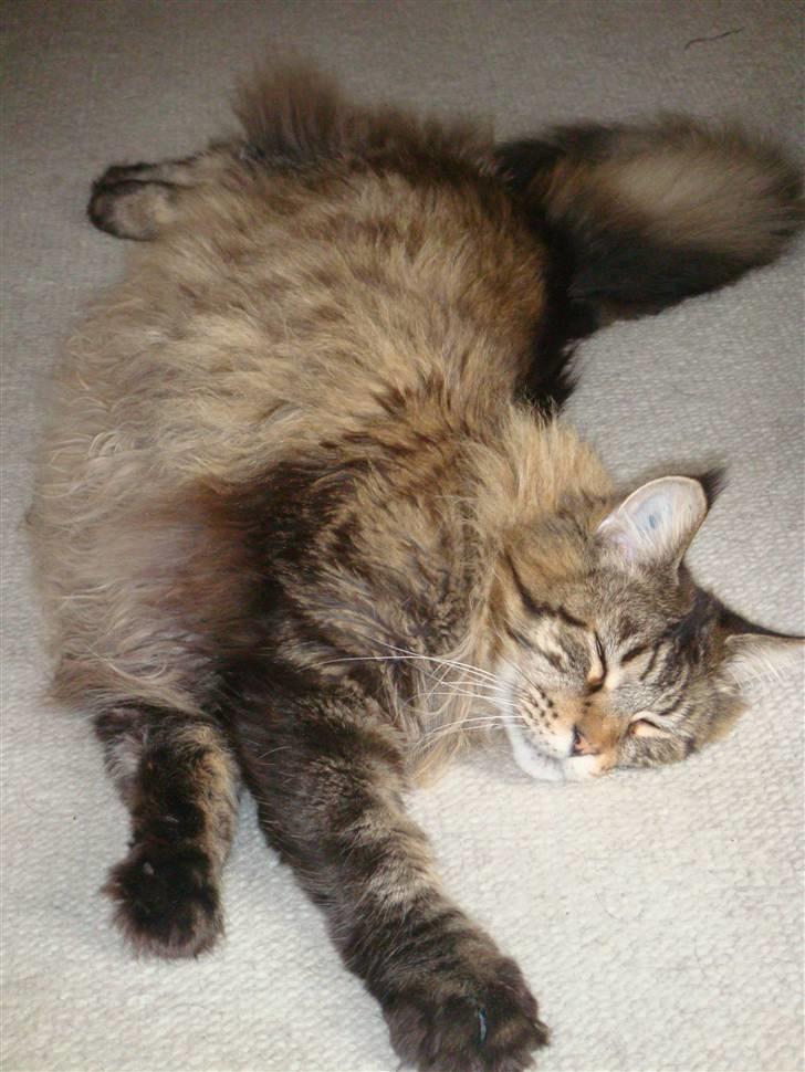 Maine Coon Tabby billede 18