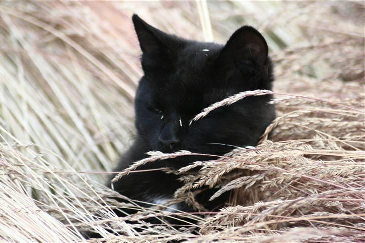 Huskat Otto - <3 billede 15