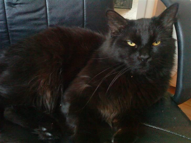 Blanding af racer Mowgli (ikke vores mere) billede 5