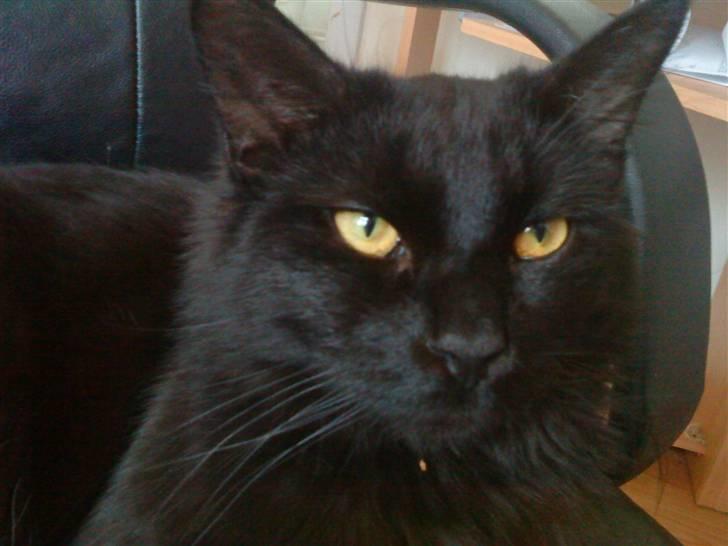 Blanding af racer Mowgli (ikke vores mere) billede 6