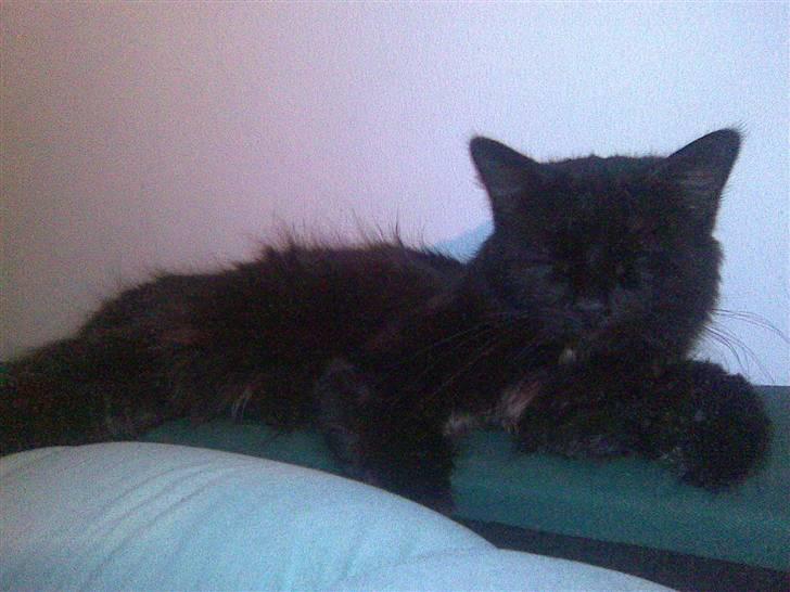 Blanding af racer Mowgli (ikke vores mere) billede 7