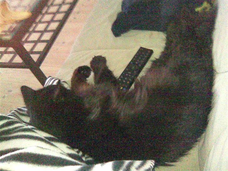 Blanding af racer Mowgli (ikke vores mere) billede 8