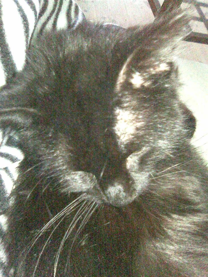 Blanding af racer Mowgli (ikke vores mere) billede 9