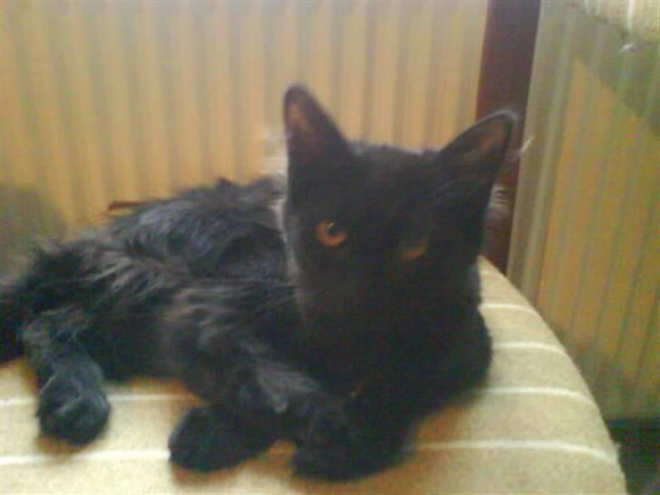 Blanding af racer Mowgli (ikke vores mere) billede 10