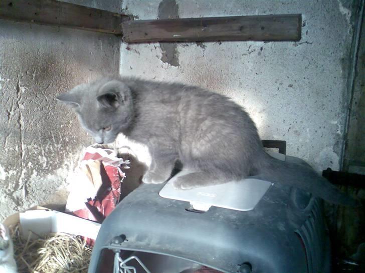 Blanding af racer Snoopy *RIP* - Haha! der faldt hun o.O  billede 4