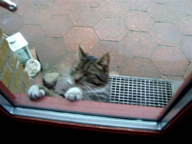 Huskat Tiger *RIP* - Tiger hopper op af døren xD billede 6