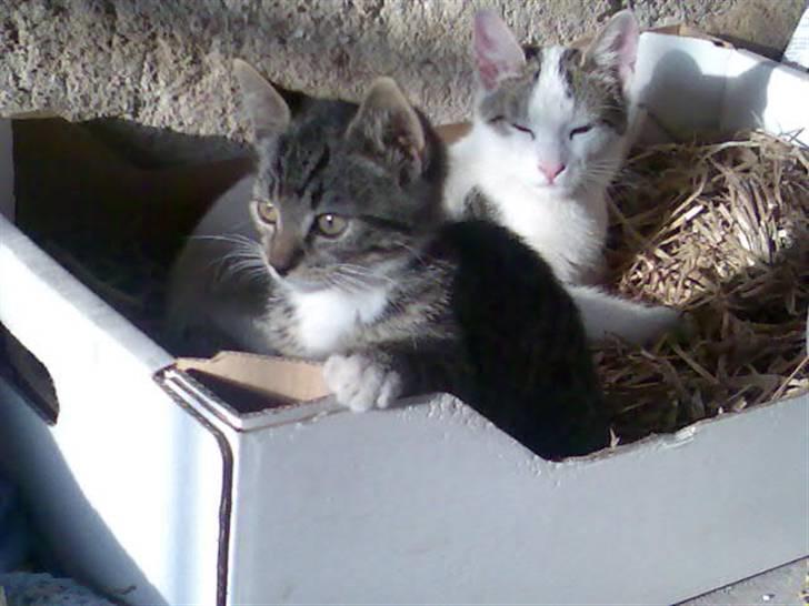 Huskat Tiger *RIP* - HVEM DER?  billede 7