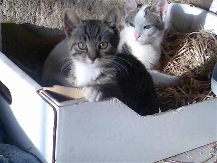 Huskat Tiger *RIP* - HEJ billede 8