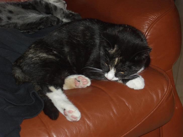 Blanding af racer Putte R.I.P 27-09-09 billede 9