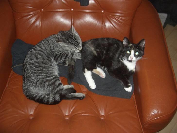 Blanding af racer Putte R.I.P 27-09-09 billede 10