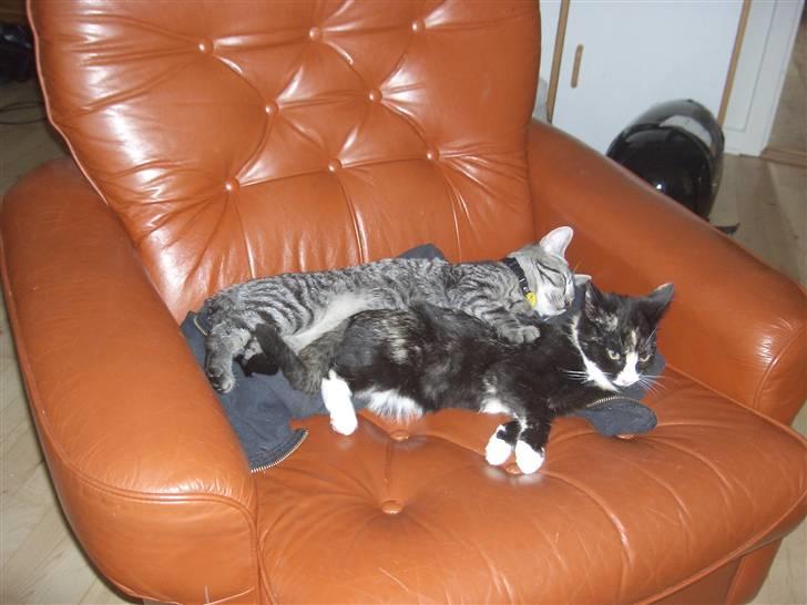 Blanding af racer Putte R.I.P 27-09-09 billede 11