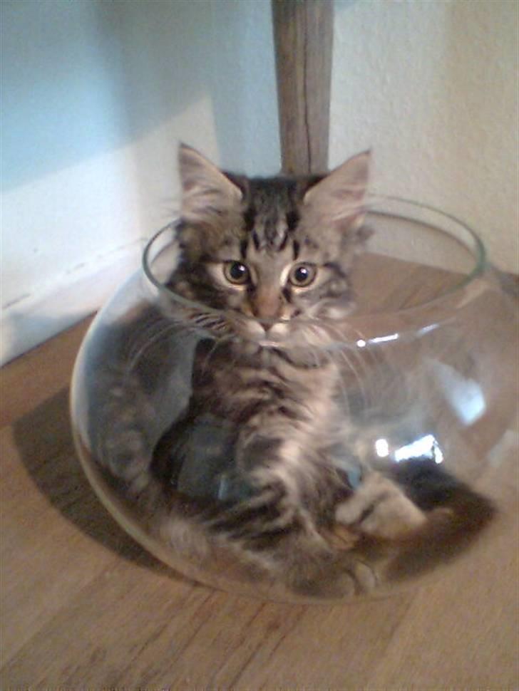 Blanding af racer Kong Arthur billede 12