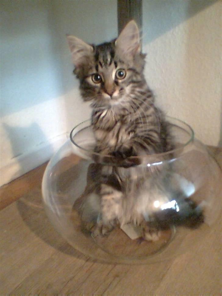 Blanding af racer Kong Arthur billede 13