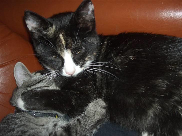 Blanding af racer Putte R.I.P 27-09-09 billede 12