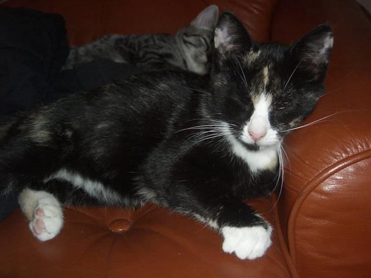 Blanding af racer Putte R.I.P 27-09-09 billede 13