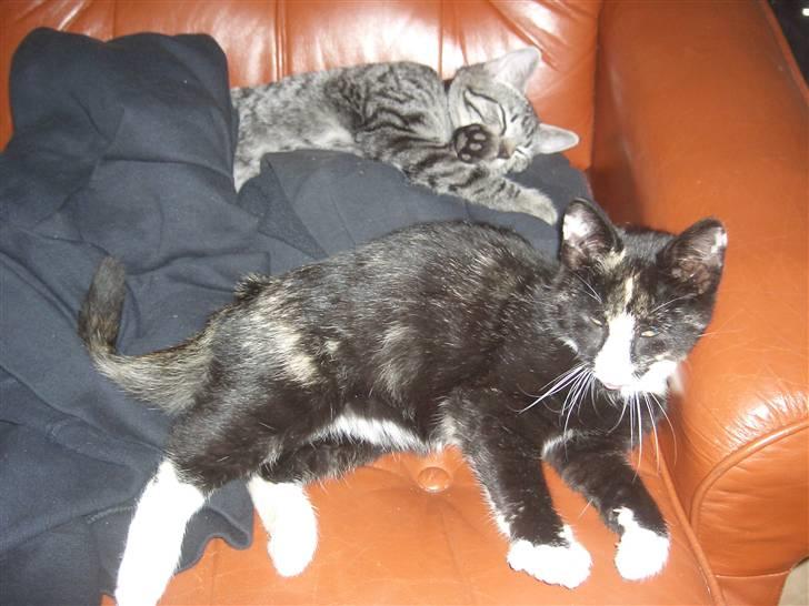 Blanding af racer Putte R.I.P 27-09-09 billede 14