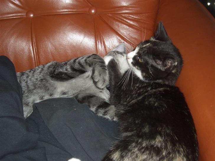 Blanding af racer Putte R.I.P 27-09-09 billede 15