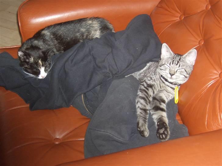 Blanding af racer Putte R.I.P 27-09-09 billede 16