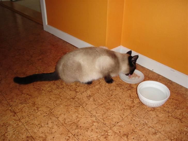 Siameser Mille billede 2