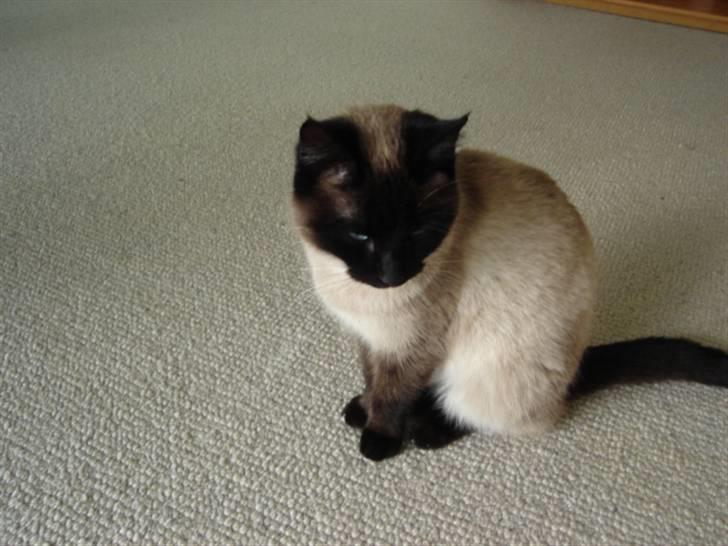 Siameser Mille billede 3